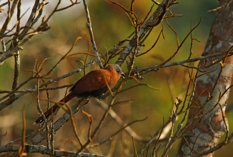 Black-bellied Cuckoo