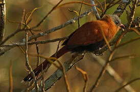 Black-bellied Cuckoo