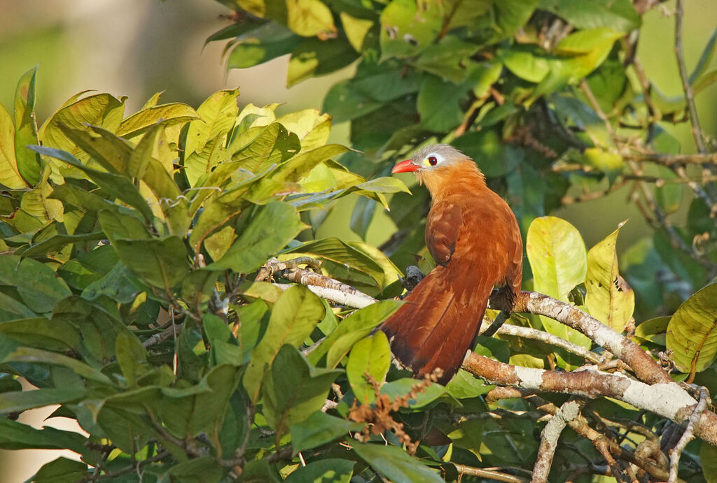 Black-bellied Cuckoo