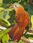 Black-bellied Cuckoo