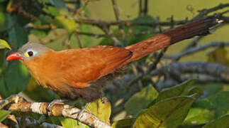 Black-bellied Cuckoo