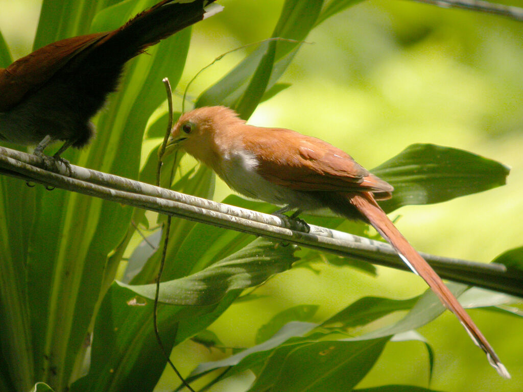 Squirrel Cuckoo