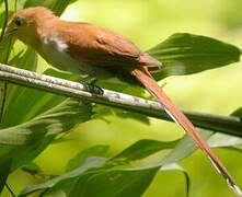 Squirrel Cuckoo