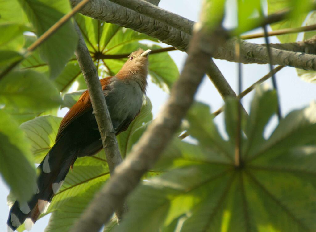 Squirrel Cuckoo