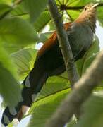 Squirrel Cuckoo