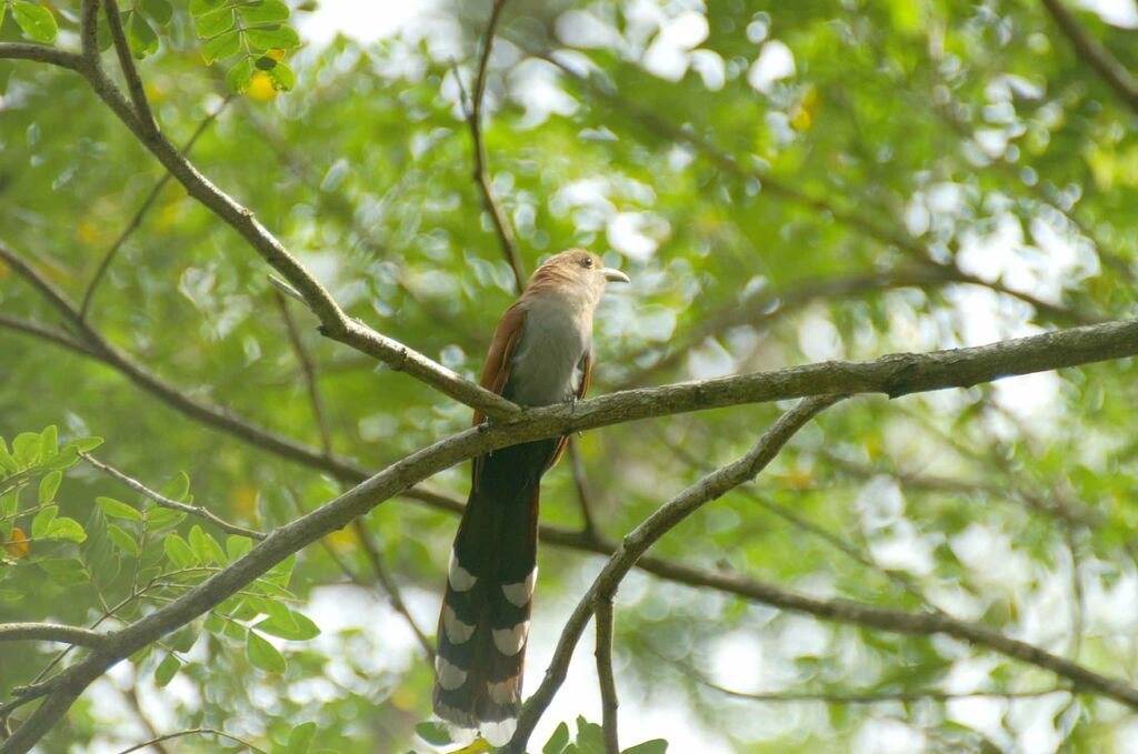 Squirrel Cuckoo