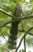 Squirrel Cuckoo