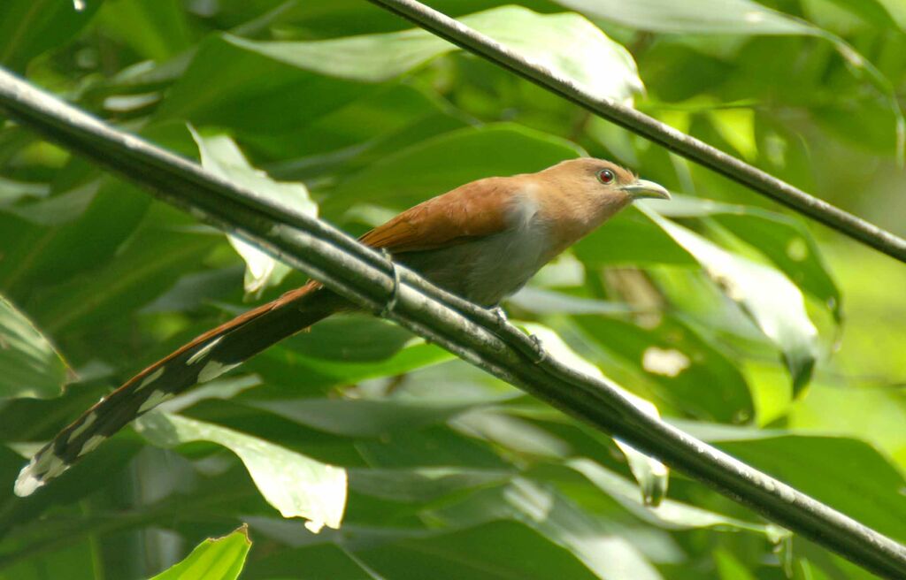 Squirrel Cuckoo