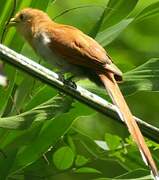 Squirrel Cuckoo