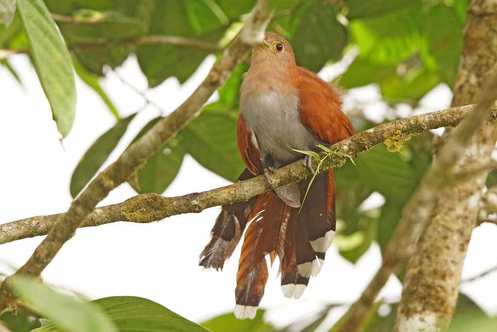 Squirrel Cuckoo