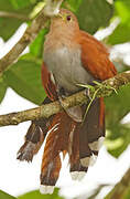 Squirrel Cuckoo