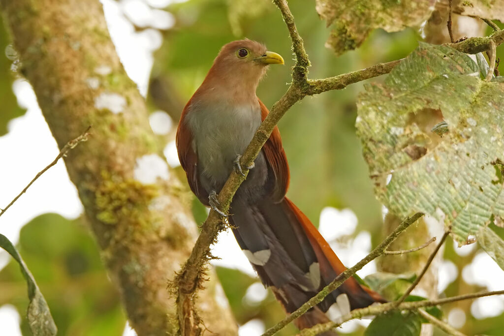 Squirrel Cuckoo