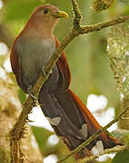 Squirrel Cuckoo