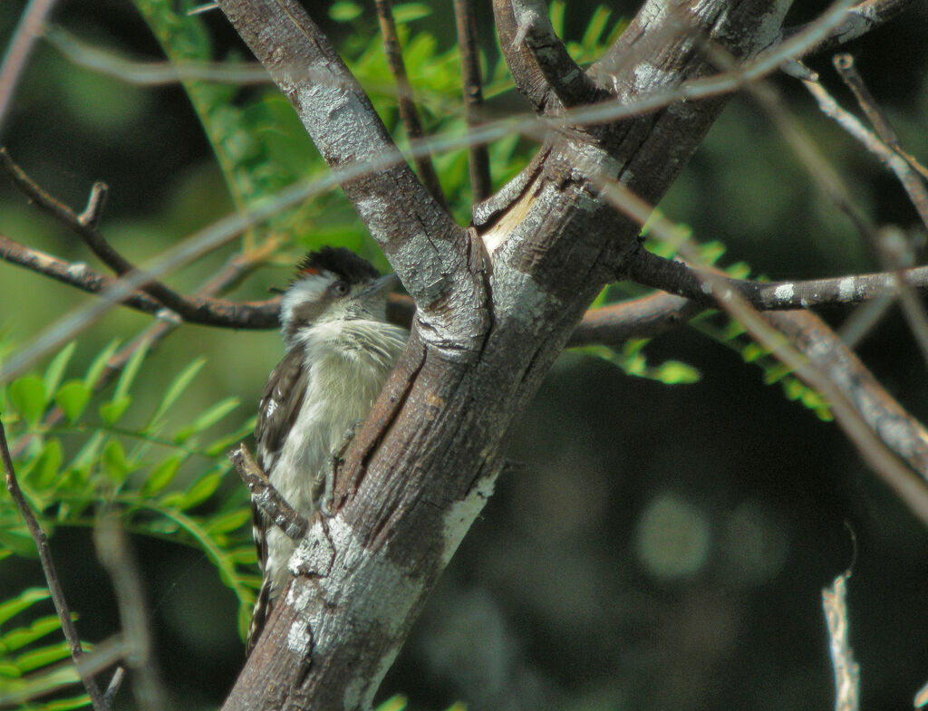 Brown-capped Pygmy Woodpecker