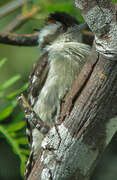 Brown-capped Pygmy Woodpecker