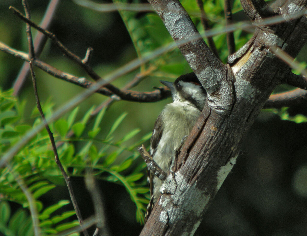 Brown-capped Pygmy Woodpecker