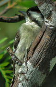 Brown-capped Pygmy Woodpecker