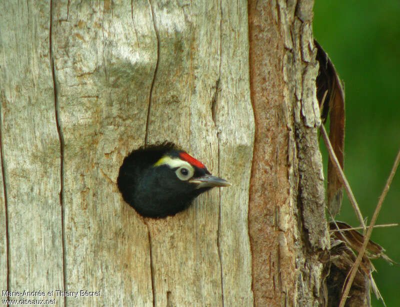 Yellow-tufted Woodpeckeradult, Reproduction-nesting