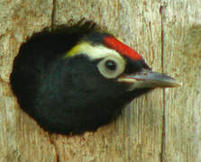 Yellow-tufted Woodpecker