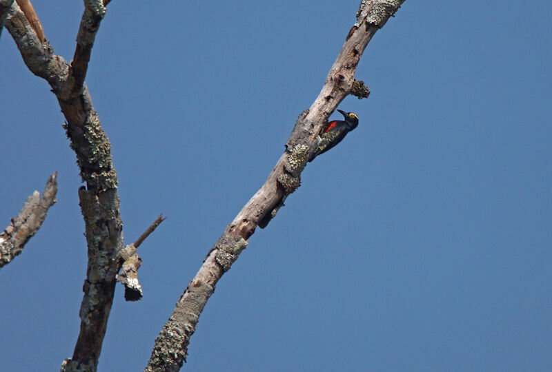 Yellow-tufted Woodpecker