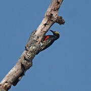 Yellow-tufted Woodpecker