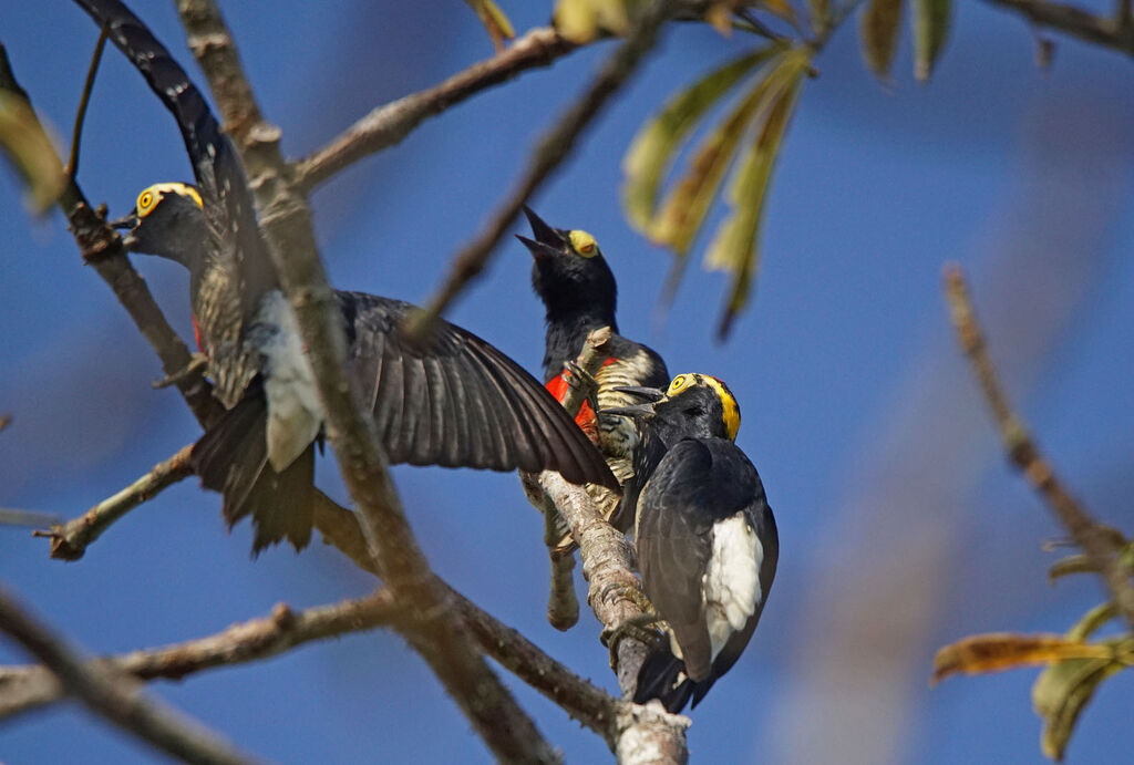 Yellow-tufted Woodpecker