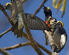 Yellow-tufted Woodpecker