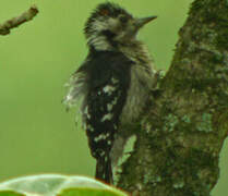 Grey-capped Pygmy Woodpecker