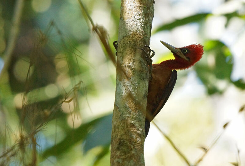 Pic à cou rouge