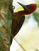 Red-necked Woodpecker