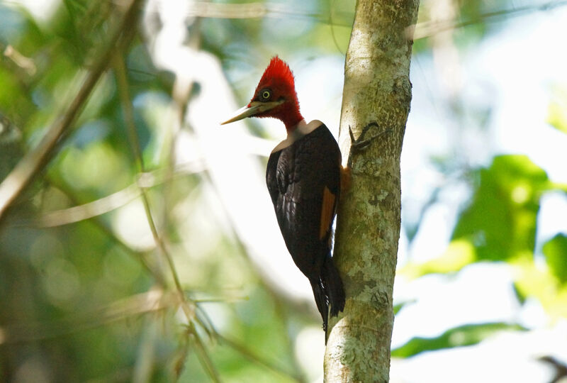 Red-necked Woodpecker