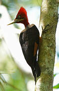 Red-necked Woodpecker