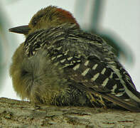 Red-crowned Woodpecker