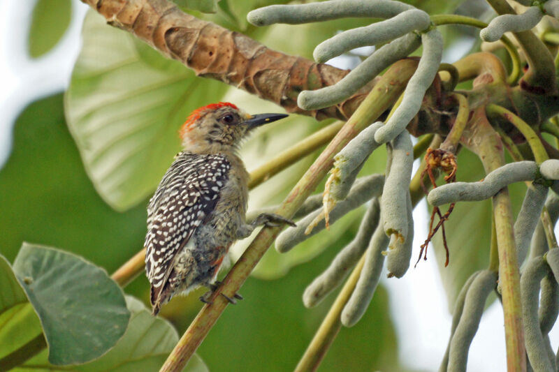 Red-crowned Woodpecker