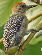 Red-crowned Woodpecker