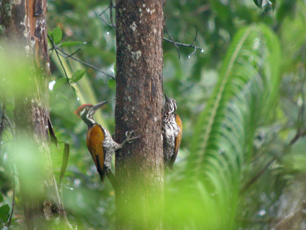 Greater Flameback 