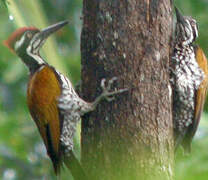 Greater Flameback