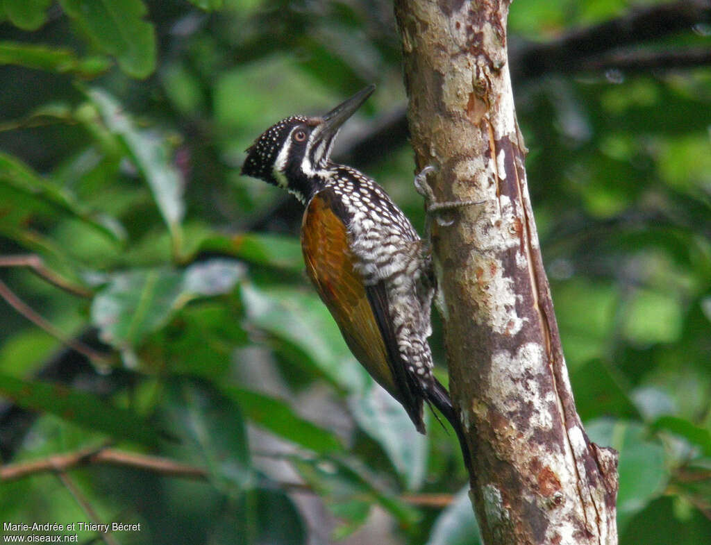 Pic à dos cramoisi femelle, identification