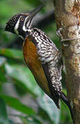 Greater Flameback