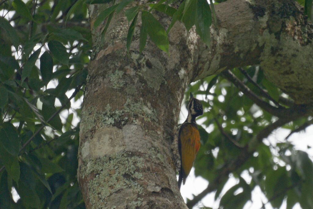 Common Flameback