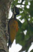 Common Flameback