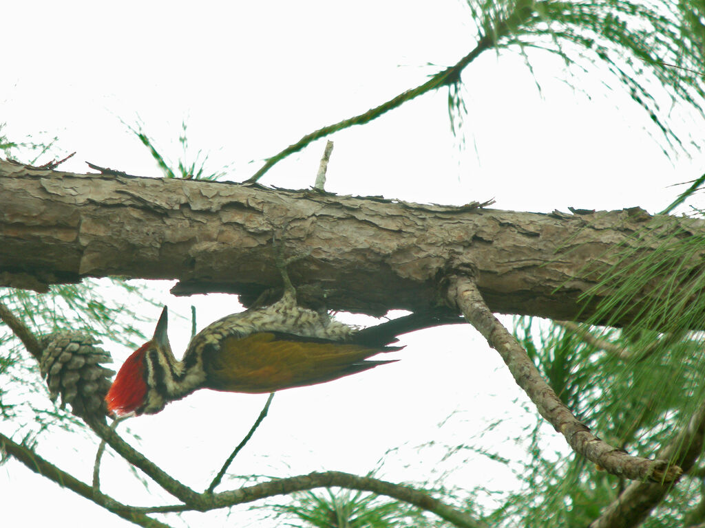 Common Flameback male