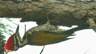 Common Flameback