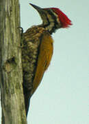 Common Flameback