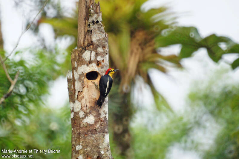 Yellow-fronted Woodpecker male adult, Reproduction-nesting