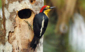 Yellow-fronted Woodpecker