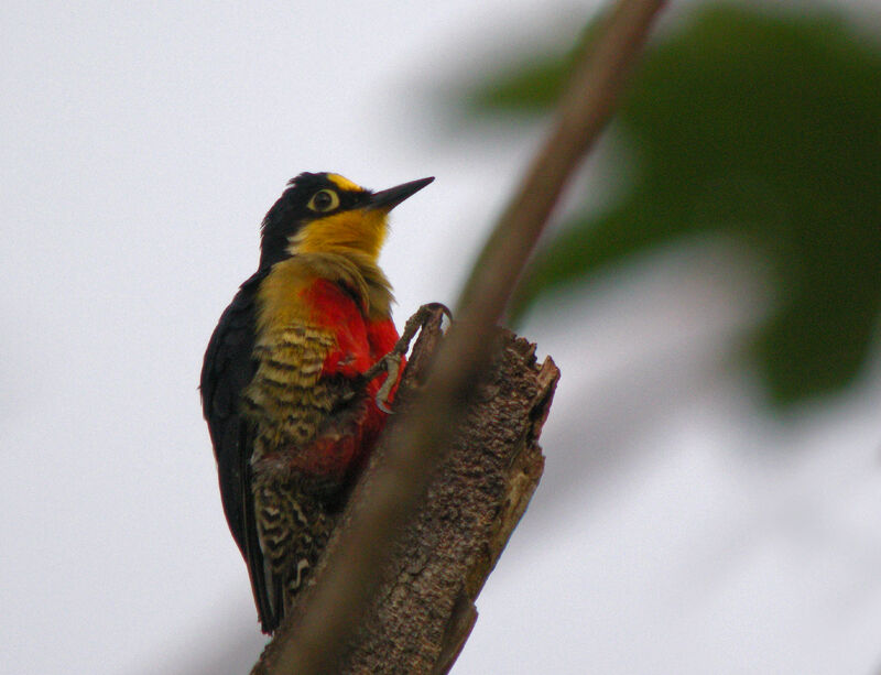 Yellow-fronted Woodpecker