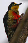 Yellow-fronted Woodpecker