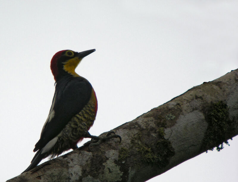 Yellow-fronted Woodpecker