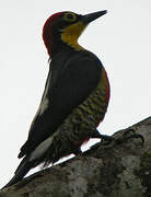 Yellow-fronted Woodpecker